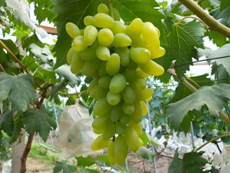 目前最好的葡萄品種排名榜-1 目前最好的葡萄品種排名榜-1