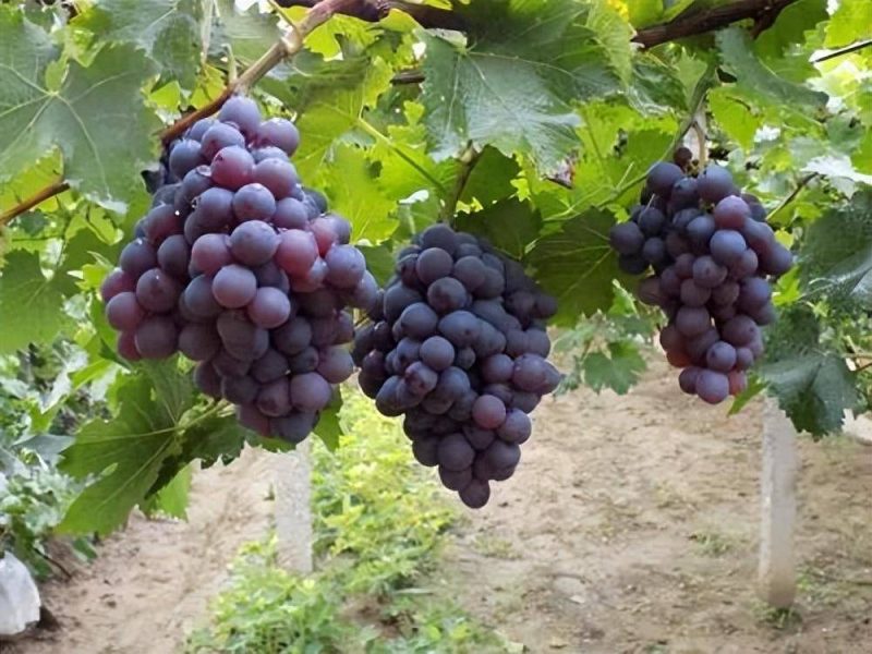 目前最好的葡萄品種排名榜-1 目前最好的葡萄品種排名榜-1