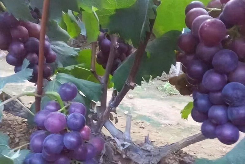 目前最好的葡萄品種排名榜-1 目前最好的葡萄品種排名榜-1