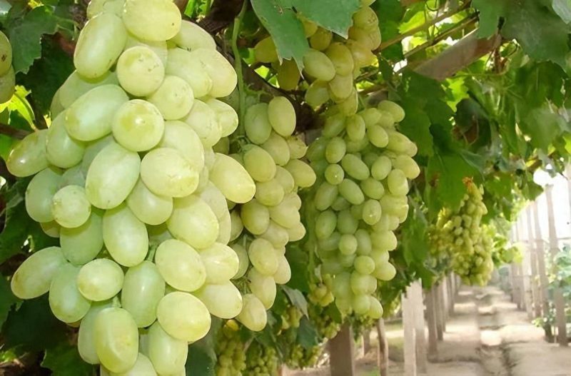 目前最好的葡萄品種排名榜-1 目前最好的葡萄品種排名榜-1
