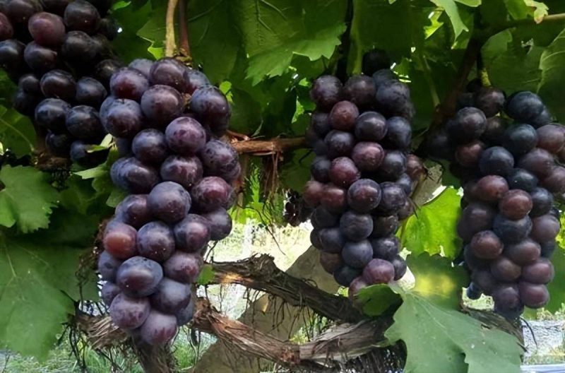 目前最好的葡萄品種排名榜-1 目前最好的葡萄品種排名榜-1