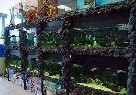 新手開水族店進(jìn)貨渠道有哪些-1 新手開水族店進(jìn)貨渠道有哪些-1