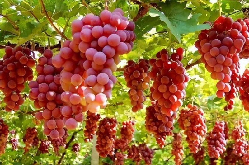 目前最好的葡萄品種排名榜-1 目前最好的葡萄品種排名榜-1