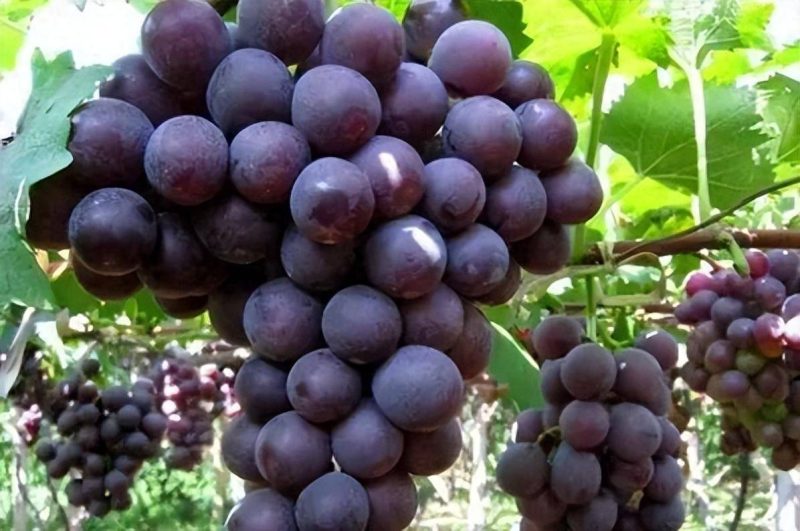 目前最好的葡萄品種排名榜-1 目前最好的葡萄品種排名榜-1