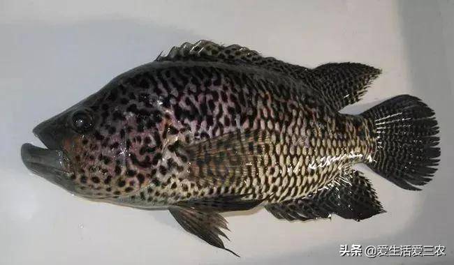 十大養(yǎng)不死的淡水魚-1 十大養(yǎng)不死的淡水魚-1