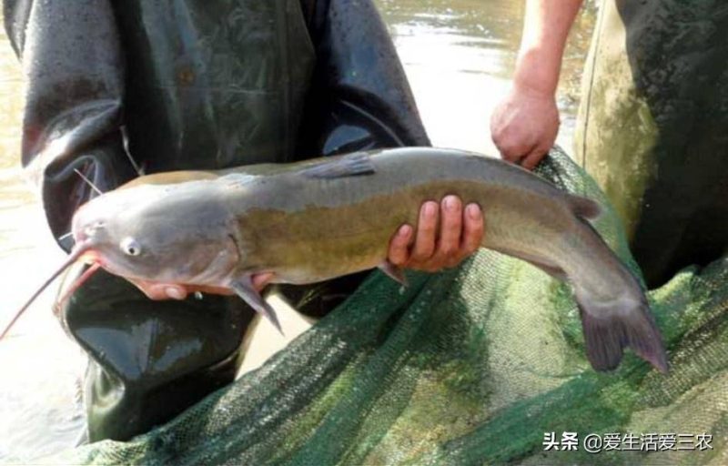 十大養(yǎng)不死的淡水魚-1 十大養(yǎng)不死的淡水魚-1