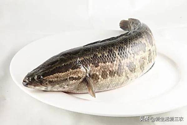十大養(yǎng)不死的淡水魚-1 十大養(yǎng)不死的淡水魚-1