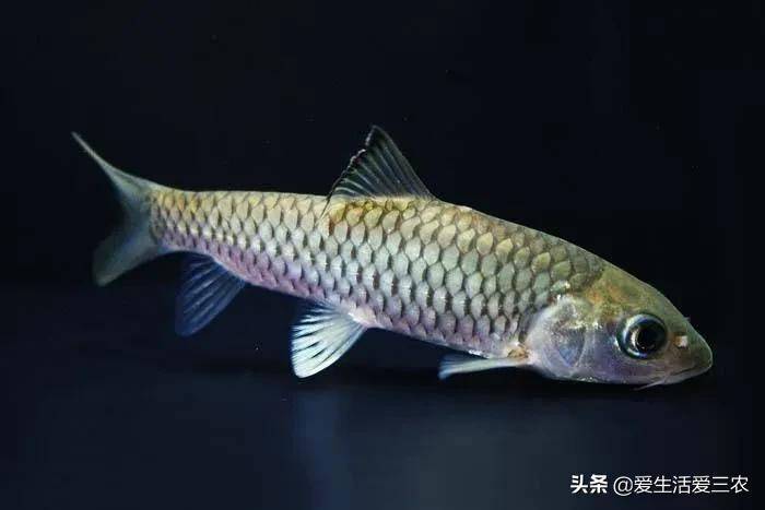 十大養(yǎng)不死的淡水魚-1 十大養(yǎng)不死的淡水魚-1