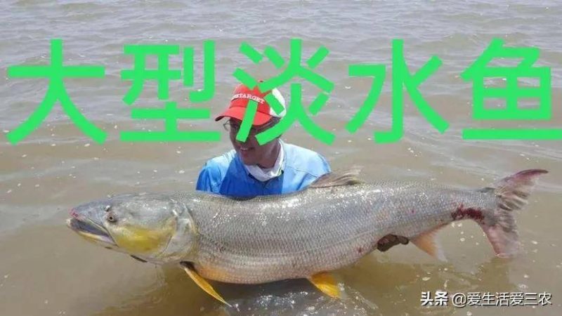 十大養(yǎng)不死的淡水魚-1 十大養(yǎng)不死的淡水魚-1