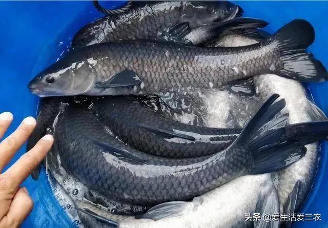 十大養(yǎng)不死的淡水魚-1 十大養(yǎng)不死的淡水魚-1