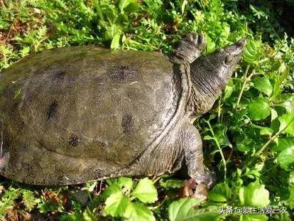 十大養(yǎng)不死的淡水魚-1 十大養(yǎng)不死的淡水魚-1