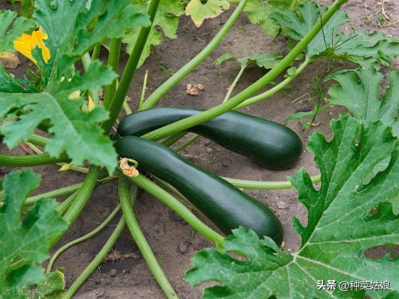 西葫蘆種植方法和時間-1