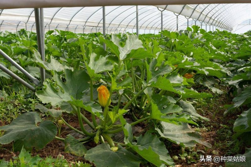 西葫蘆種植方法和時間-1