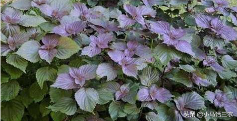 紫蘇一年四季都能種嗎?紫蘇的種植方法-1 紫蘇一年四季都能種嗎?紫蘇的種植方法-1