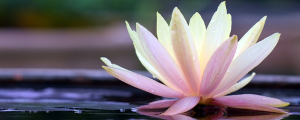 荷花是什么時候開（詳解荷花季節(jié)開花的時間）-專在家創(chuàng)業(yè)網