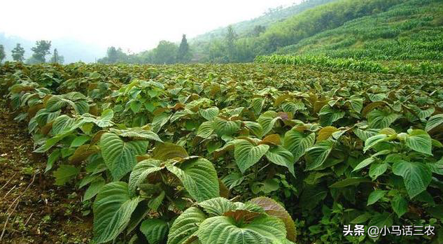 紫蘇一年四季都能種嗎?紫蘇的種植方法-1 紫蘇一年四季都能種嗎?紫蘇的種植方法-1