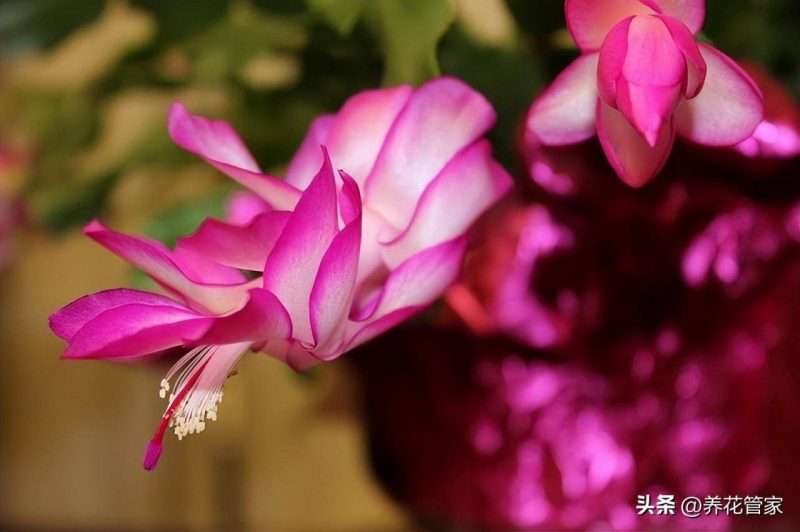 十二月份開什么花(關于十二月的代表花卉介紹)-1