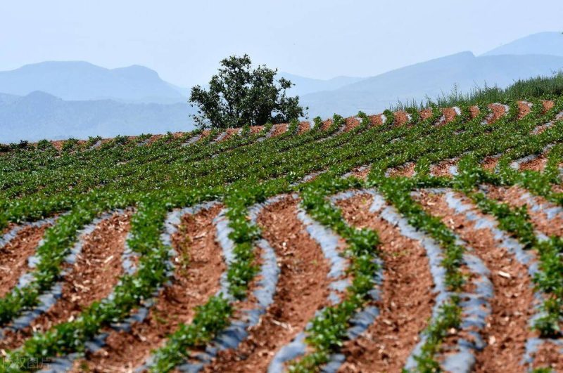 農村種植什么不愁銷路?適合農村的創業銷路!-專在家創業網