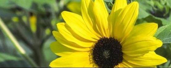 向日葵怎么種植?向日葵高效栽培技術-專在家創業網