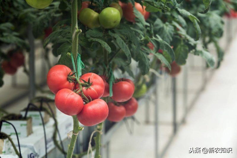 有機蔬菜種植需要什么條件(有機蔬菜種植技術與管理方案)-1