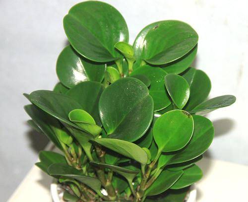 小家碧玉的養殖方法和注意事項-專在家創業網