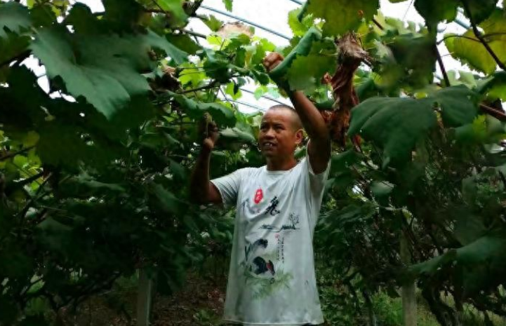 殘疾人回鄉(xiāng)創(chuàng)業(yè)建起生態(tài)葡萄園，綠色水果送到市民餐桌-專在家創(chuàng)業(yè)網(wǎng)